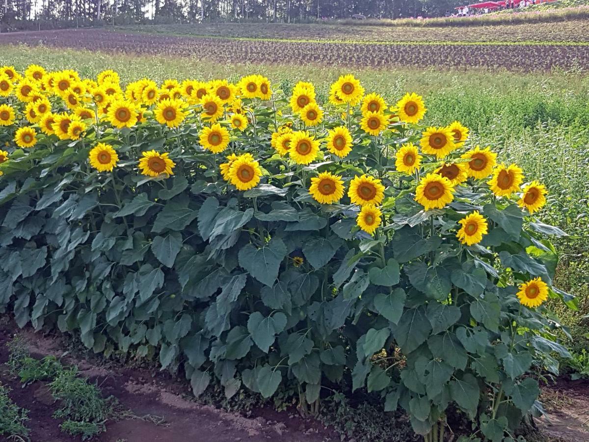 Furano B&B المظهر الخارجي الصورة